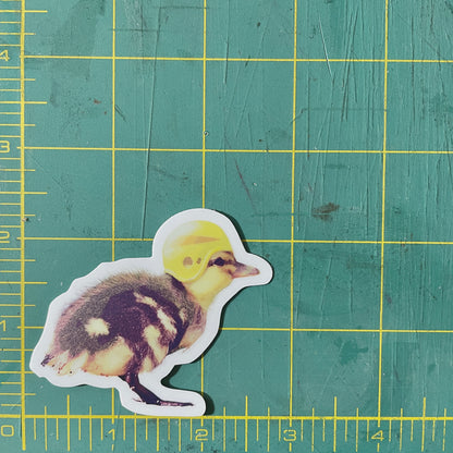 Duckling Wearing Helmet funny bird sticker