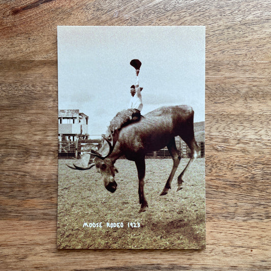 Moose Rodeo funny animal Postcard