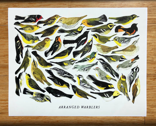 Arranged Warblers art print