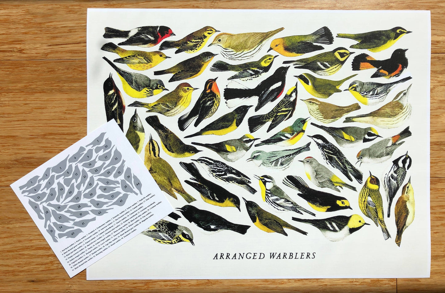 Arranged Warblers art print